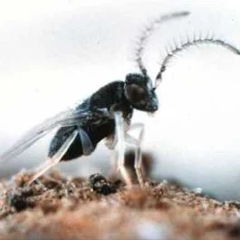 Anagyrus pseudococci