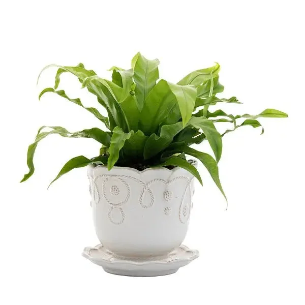 Juliska Jardin Du Monde 5.25″ Planter & Saucer