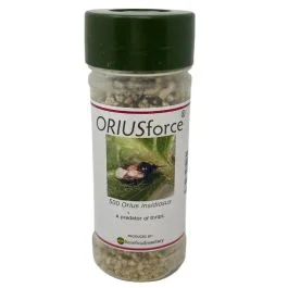 Minute Pirate Bug aka. Orius insidiosus