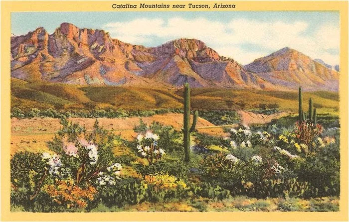 Postcard AZ-204 Catalina Mountains, Desert, Tucson