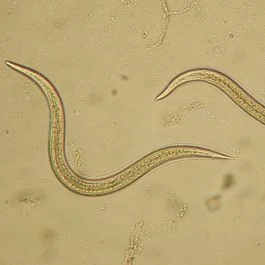 Steinernema carpocapsae Beneficial Nematodes (aka Millenium )