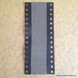 Trichogramma brassicae