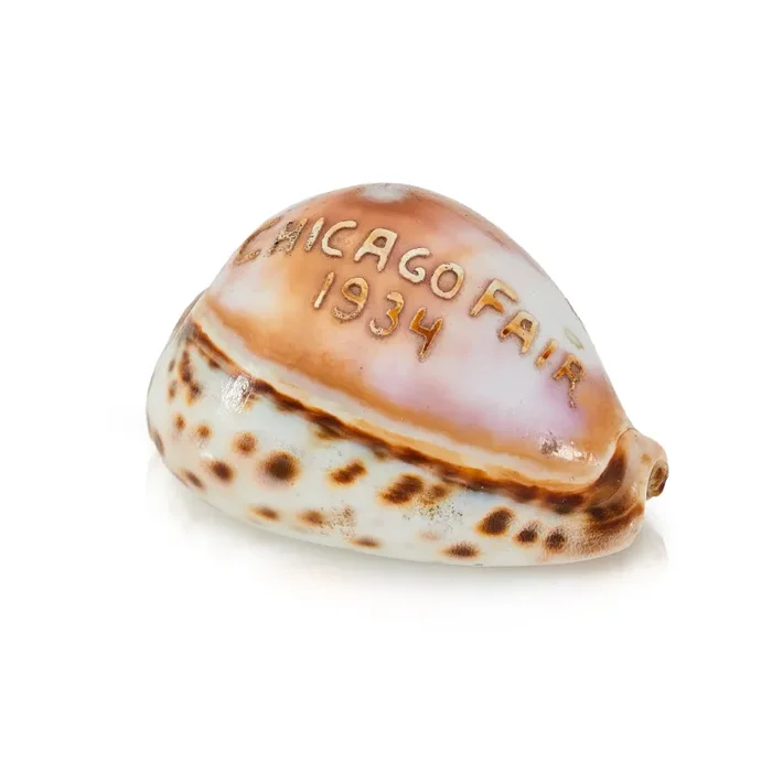 White and Brown Chicago World’s Fair Commemorative Sea Shell (A+D)