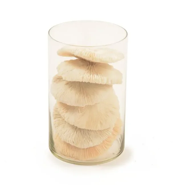 White Glass Cylinder with Sea Sponges (A+D) Sale