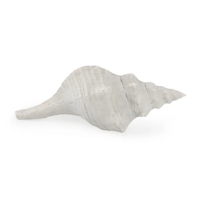 White Seashell